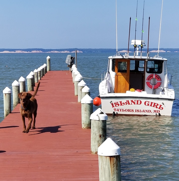 taylorsisland4
